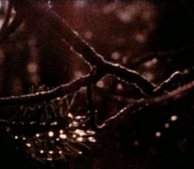 Stan Brakhage’s Passage Through: A Ritual