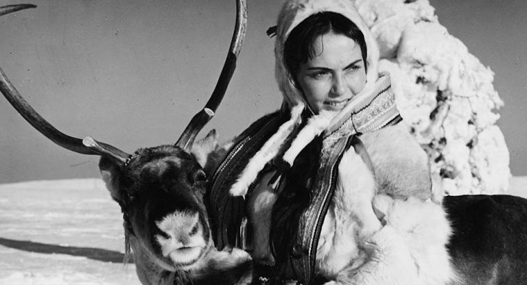 The White Reindeer