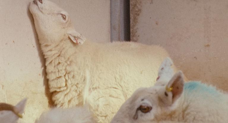 Lamb